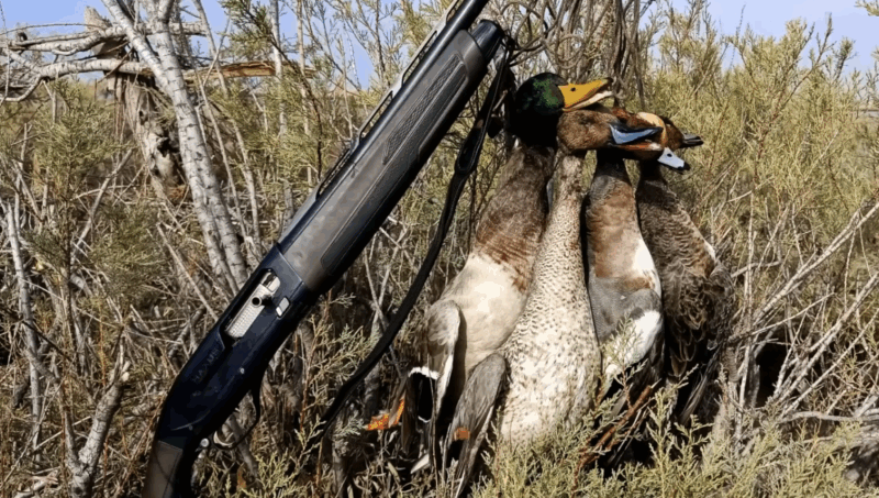 Ενυπωσιακές τουφεκιές σε κυνήγι υδρόβιων στον Εβρο...VIDEO