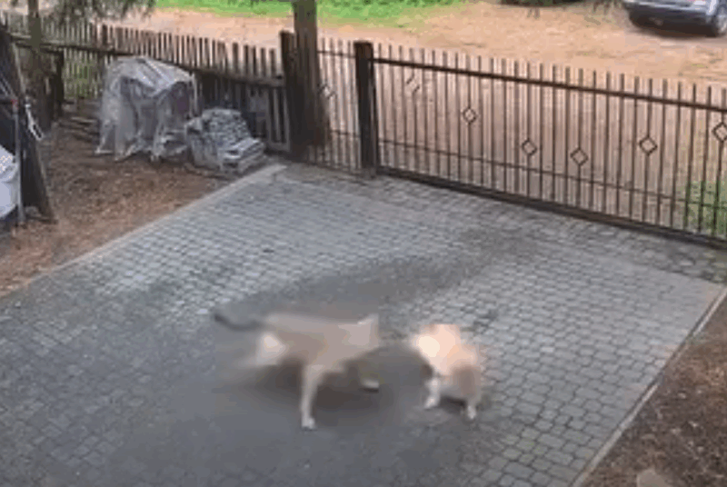 Λύκος εισβάλει περιφραγμένη αυλή σπιτιού και επιτίθεται σε σκύλο...VIDEO