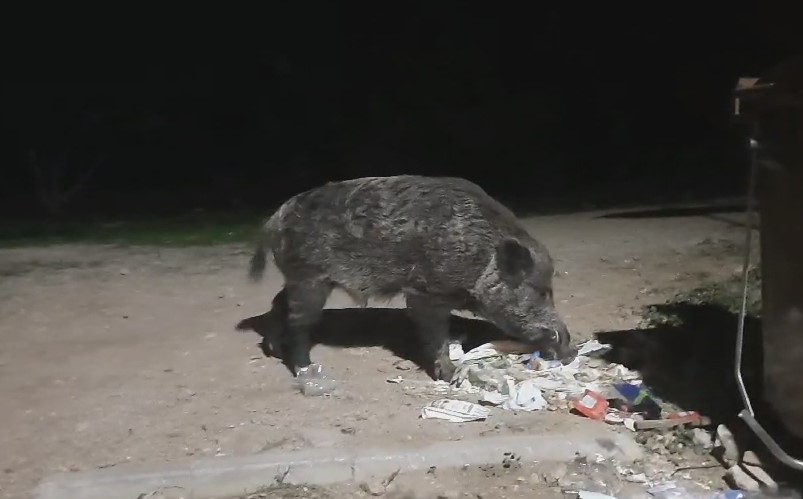 Αγριόχοιρος τρομάζει τους πολίτες στο Δαφνί...VIDEO