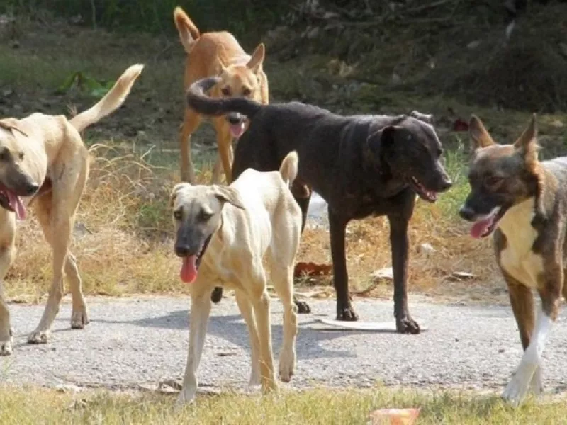 Άργος: 17χρονη δέχθηκε επίθεση από 4 αδέσποτα σκυλιά - Στο χειρουργείο η κοπέλα