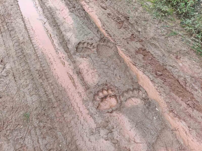 Δήμος Αγιάς: Κινητοποίηση φορέων μετά την εμφάνιση αρκούδας στον Κίσσαβο
