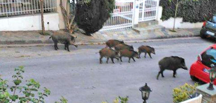 Αλήθειες και ψέματα για τους αγριόχοιρους των βορείων προαστίων