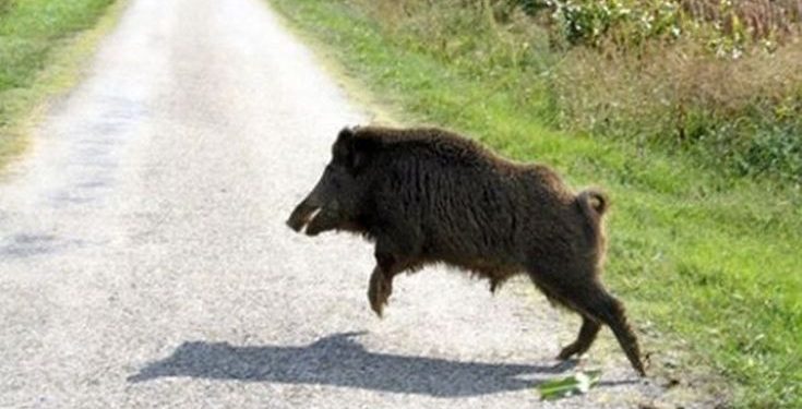 Σοβαρό τροχαίο με αγριογούρουνο στην Εύβοια