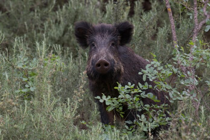 Ενημέρωση για την παρουσία αγριόχοιρων σε τουριστικές περιοχές