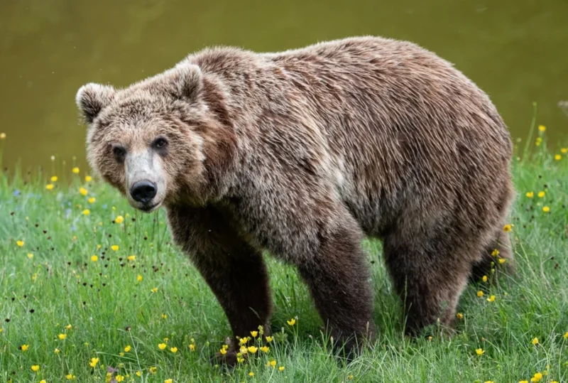 Δράμα: Σκότωσαν αρκούδα και μετά την αποκεφάλισαν