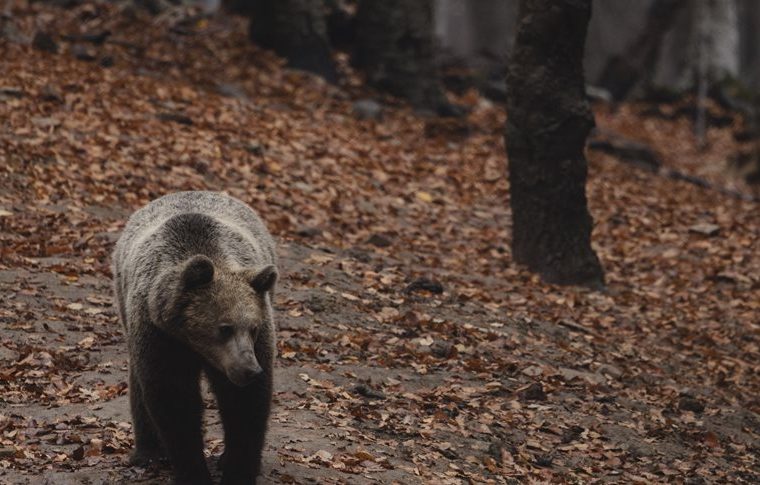 Μελέτη Αρκτούρου: Η άναρχη χωροθέτηση ΑΠΕ απειλεί την αρκούδα και τη βιοποικιλότητα στην Ελλάδα