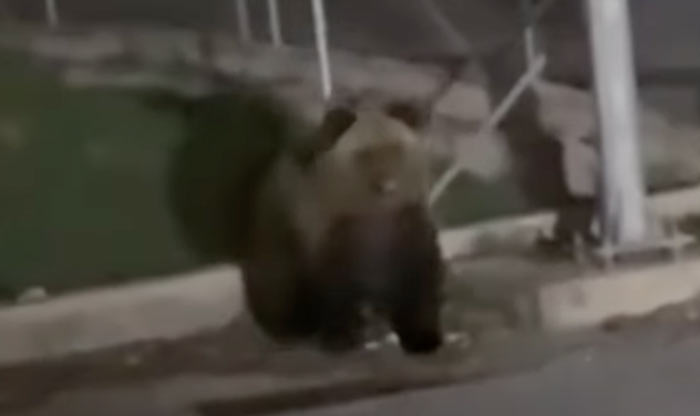 Ξάνθη : Αρκούδα εθεάθη να κόβει βόλτες κοντά στο Ξενοδοχείο Agriani