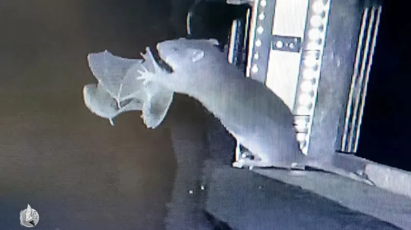 Βίντεο-σοκ στη Γερμανία: Αρουραίοι κυνηγούν νυχτερίδες στον αέρα και τις καταβροχθίζουν