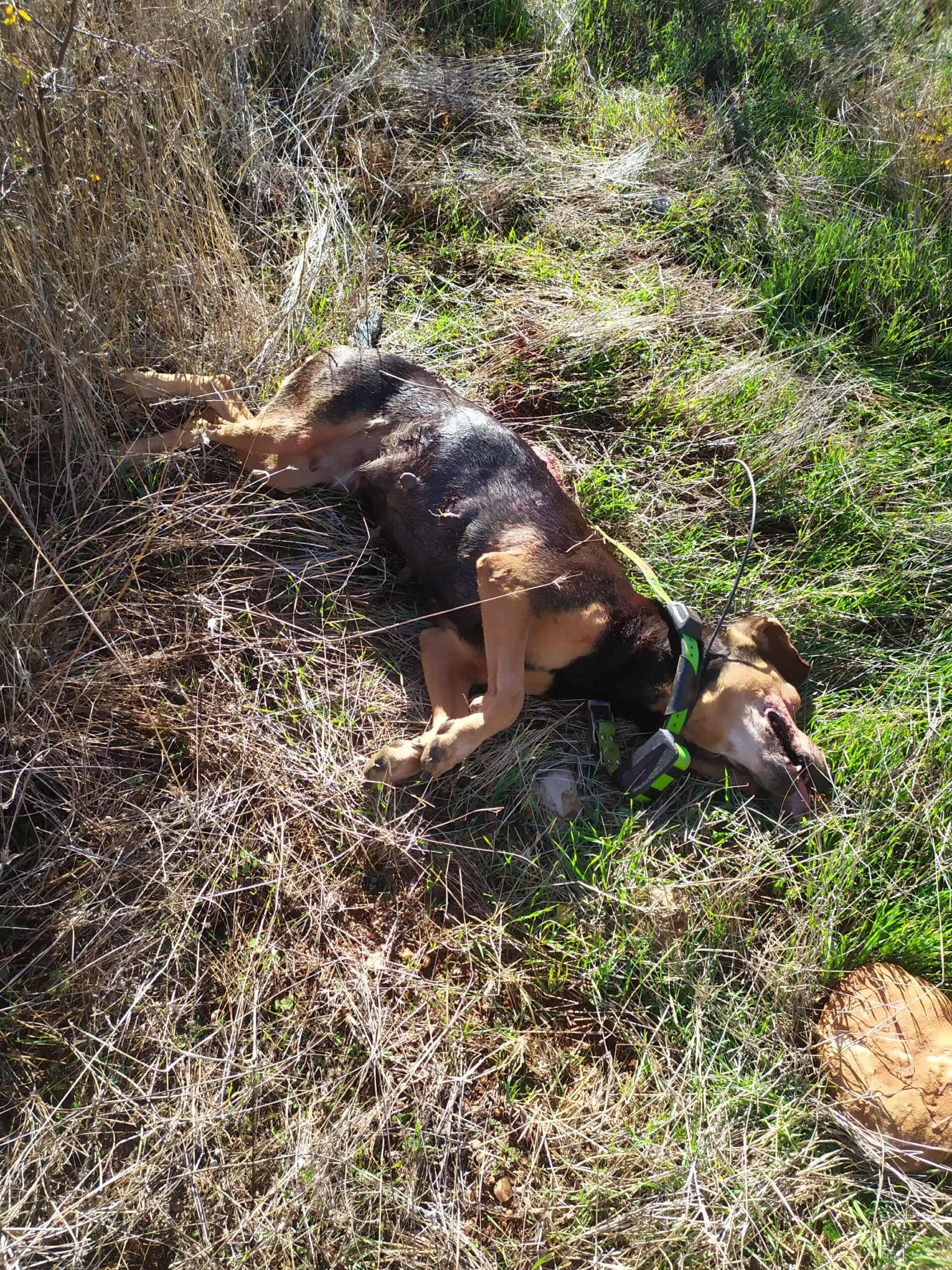 Θανατηφόρα επίθεση λύκων σε λαγόσκυλο στη Δράμα