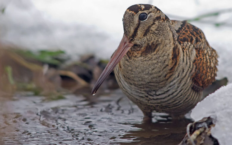 Οι κυνηγοί καταμετρούν τις μπεκάτσες με τα κυνηγόσκυλά τους – Ευάγγελος Χατζηνίκος ΚΟΣΕ