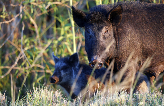 Η Ισπανία εντόπισε τα πρώτα κρούσματα αφρικανικής πανώλης των χοίρων από το 1994 σε αγριόχοιρους