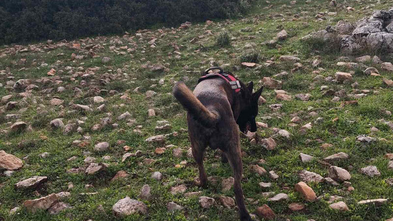 Σοβαρό περιστατικό δηλητηρίασης κυνηγόσκυλου στις Λίμνες Αργολίδας