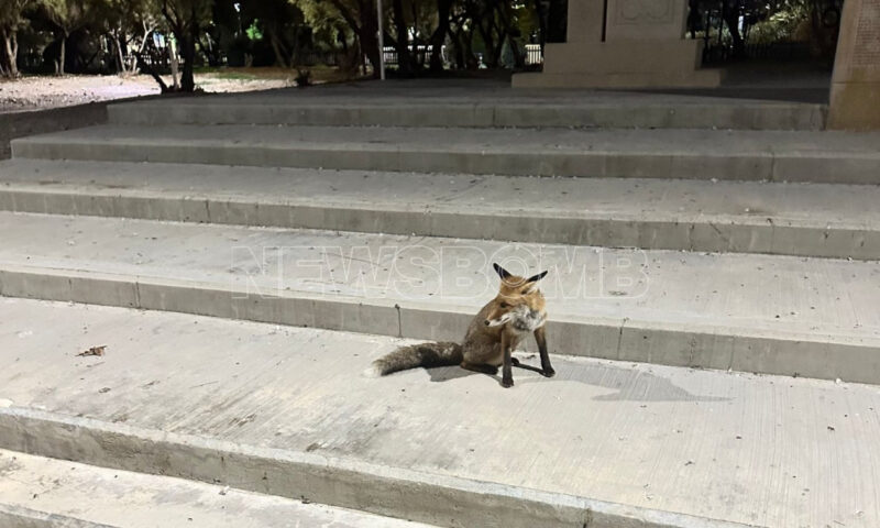 Μία αλεπού στη Μαρίνα Φλοίσβου - Αγνάντευε τη θάλασσα από τα σκαλιά