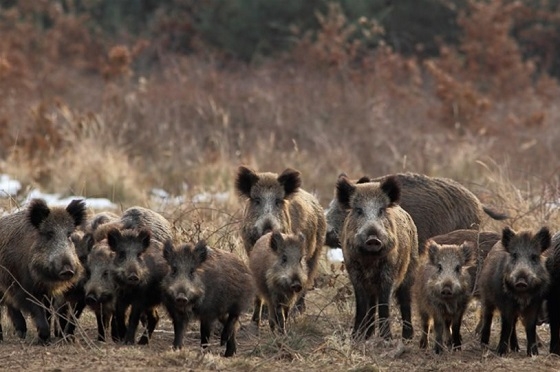 Έβρος : Αγριόχοιροι με αφρικανική πανώλη, εντοπίστηκαν πολύ κοντά στα ελληνοβουλγαρικά σύνορα