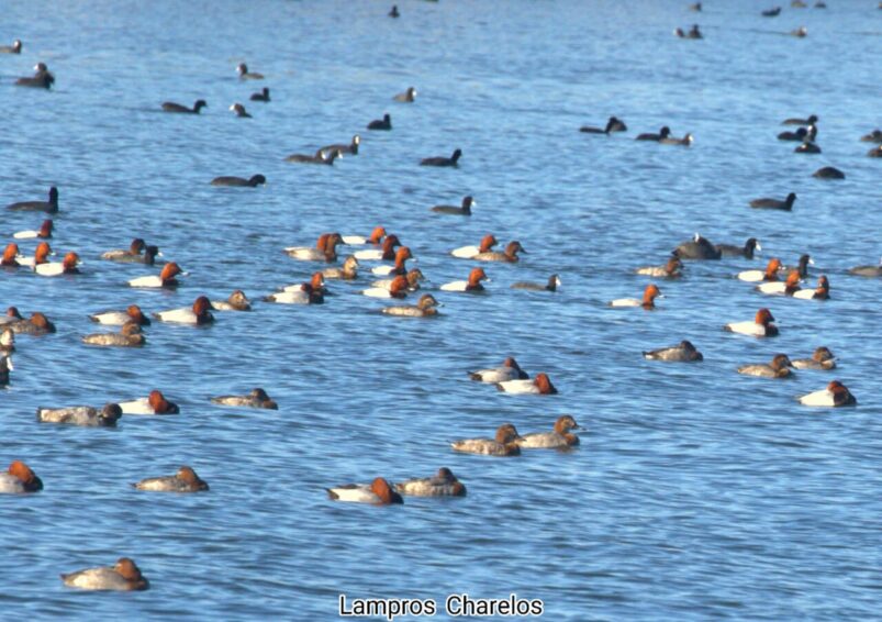 Πρόωρη άφιξη για τα Γκισάρια στη λιμνοθάλασσα του Αιτωλικού