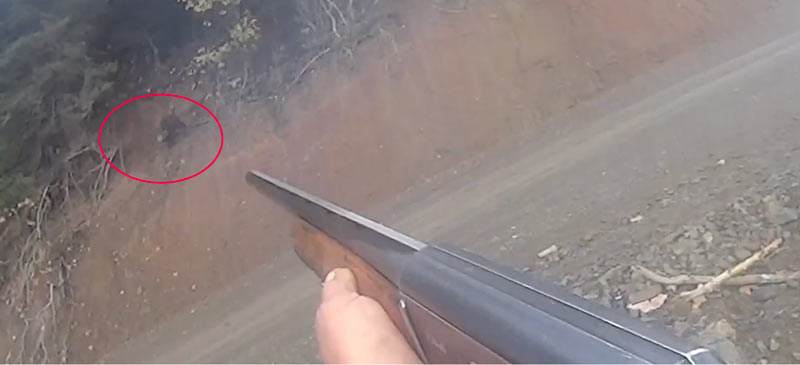 Κυνήγι αγριόχοιρου στην Ευρυτανία...VIDEO