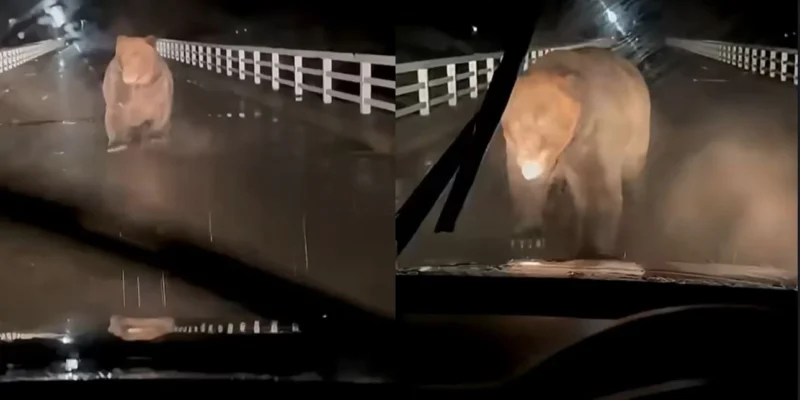 επίθεση αρκούδας σε αυτοκίνητο στην Ιαπωνία