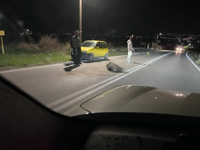 Τροχαίο με αγριογούρουνο που διέσχιζε τον δρόμο Θέρμης-Πανοράματος