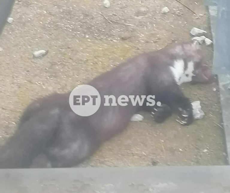 Καστοριά: Ένα πετροκούναβο «έριξε» το ρεύμα στον μισό νομό