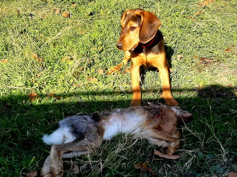 Θανατηφόρα επίθεση αγέλης λύκων σε λαγόσκυλα στη Νέα Σάντα στο Κιλκίς