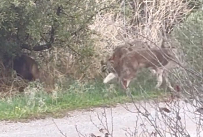 Άσπρο - καφέ υβρίδια λύκων λυμαίνονται και τον νομό Θεσσαλονίκης