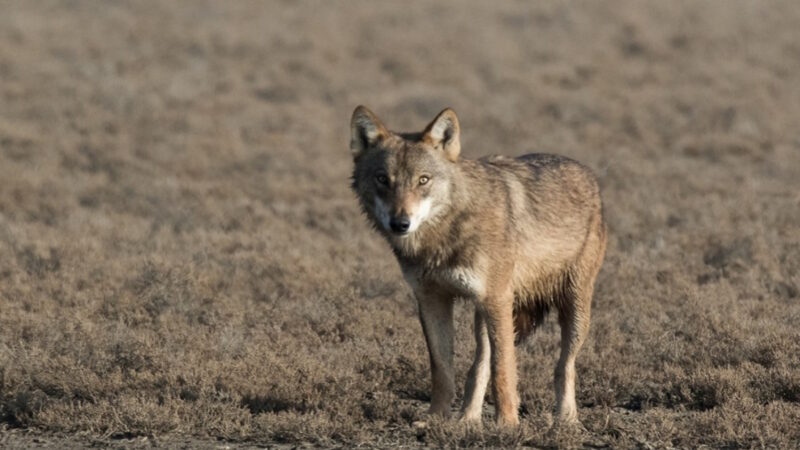 Τρόμος για διερχόμενο οδηγό: Λύκος εθεάθη μέρα μεσημέρι να βολτάρει σε χωριό λίγα χιλιόμετρα από τη Λάρισα