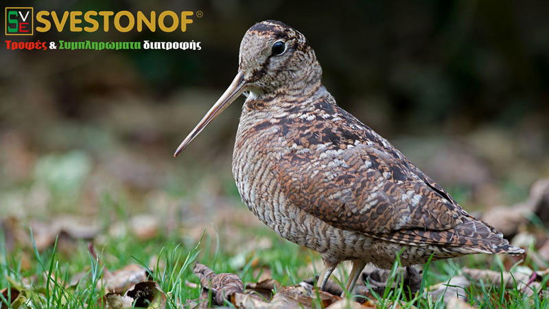 Ανταπόκριση περασμάτων : Μεγάλο πέρασμα μπεκάτσας.....26/11/2025