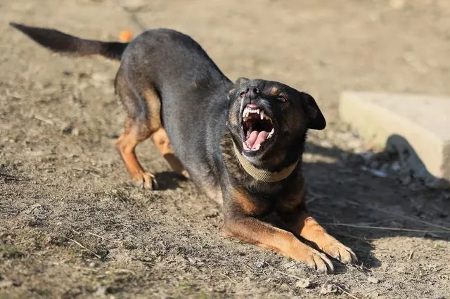 Θανάτωση Ροτβάιλερ : Φιλοζωική κατέθεσε μήνυση κατά του ιδιοκτήτη και του αστυνομικού