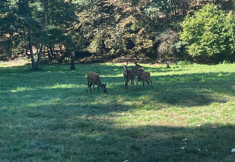 ΑΠΘ : Φοιτητές και κυνηγετικός τουρισμός