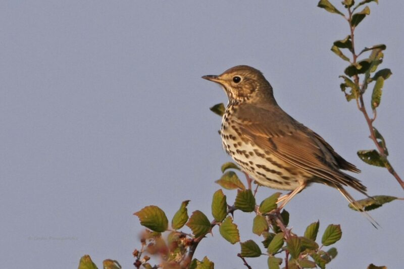 Εξαιρετικά πλάνα από κυνήγι τσίχλας...VIDEO
