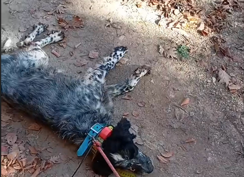 Επίθεση αγέλης λύκων σε αγγλικό σέττερ στη Δράμα...VIDEO