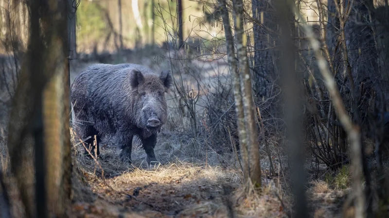 Πολιτεία: Kάτοικοι έπεσαν πάνω σε οπλισμένους κυνηγούς μέσα στο δάσος. Αντιδρούν στα συνεργεία για τους αγριόχοιρους