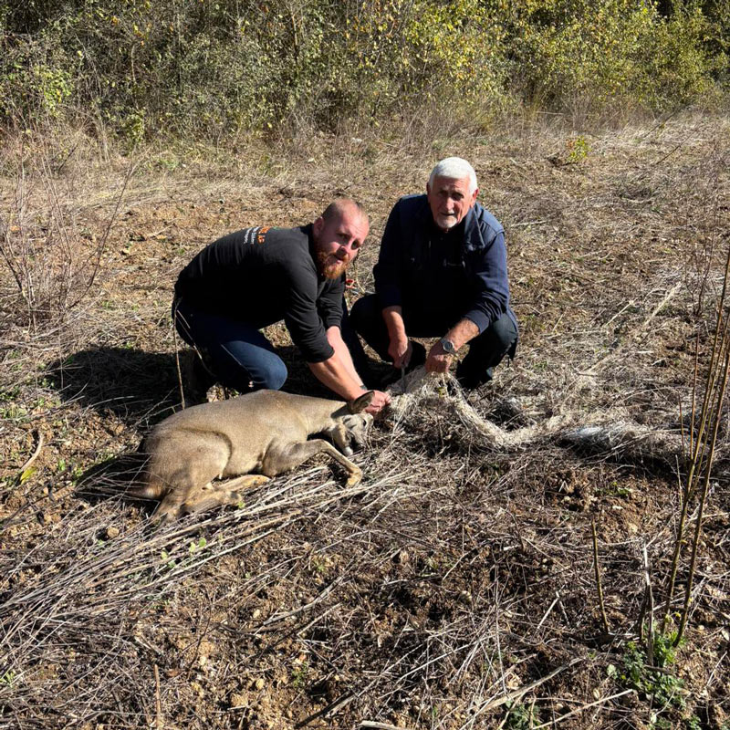 Άλλη μια διάσωση ζαρκαδιού από κυνηγό