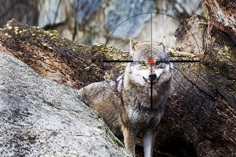 Ο λύκος εντάσσεται στο «νόμο περί θήρας» στη Γερμανία