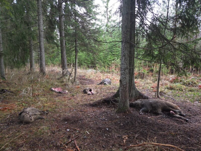 50 νεκροί αγριόχοιροι βρέθηκαν στο "σημείο μηδέν" της επιδημίας της αφρικανικής πανώλης των χοίρων στην Βαρκελώνη