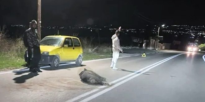 Σίμος Δανιηλίδης προς κυβέρνηση: “Επιτέλους, πάρτε μέτρα για την ανεξέλεγκτη και επικίνδυνη κυκλοφορία των αγριογούρουνων»