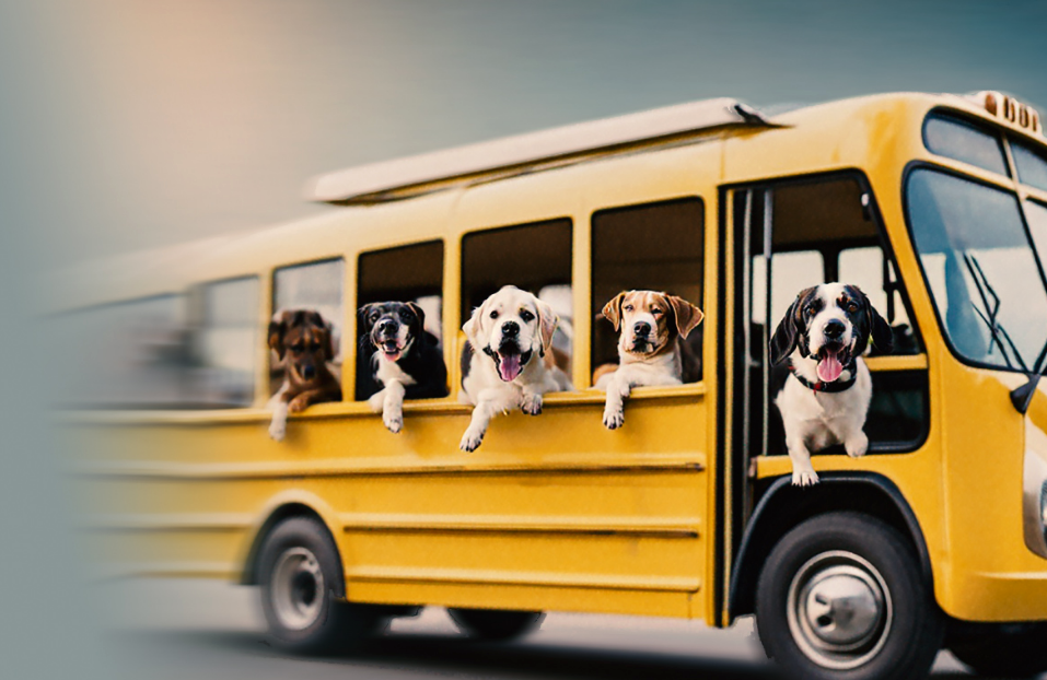 Στην Εκάλη οι σκύλοι πάνε σχολείο