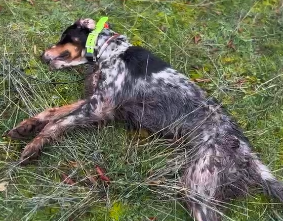 Επίθεση λύκων σε αγγλικό σέττερ στη Λεκάνη της Καβάλας...VIDEO