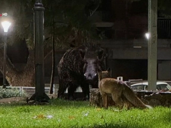 Αλεπού μαζί με αγριογούρουνο στην Πετρούπολη