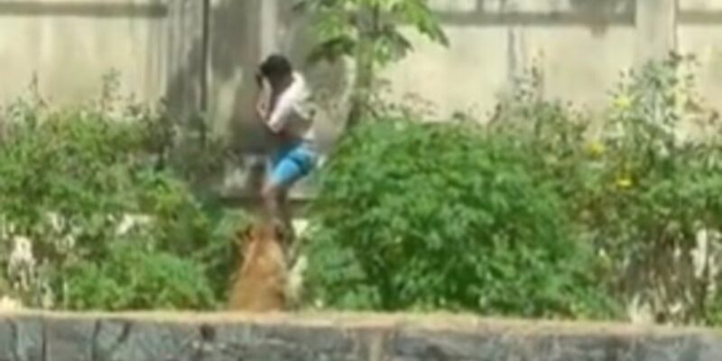 Βραζιλία: Νεαρός μπήκε σε κλουβί λέαινας και τον κατασπάραξε...VIDEO