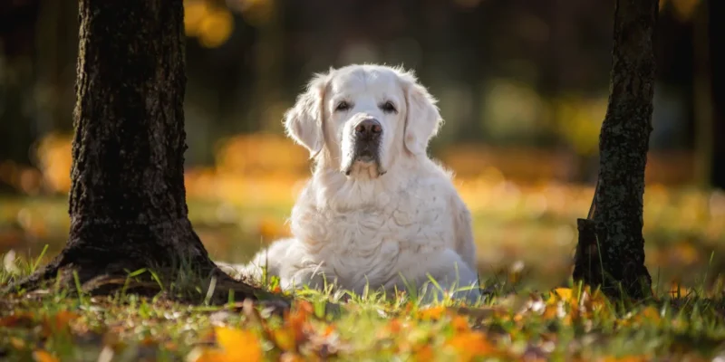 Σε ποια ηλικία γερνάει ένας σκύλος ανάλογα με το μέγεθος και τη ράτσα του