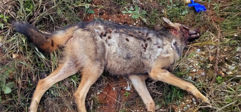 Τροχαίο με λύκο στον Ξηροπόταμο Δράμας