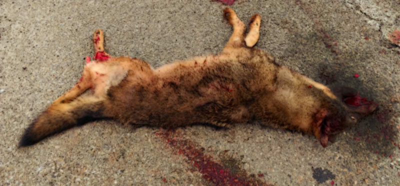 Τροχαίο με λύκο στον περιφερειακό της Δράμας