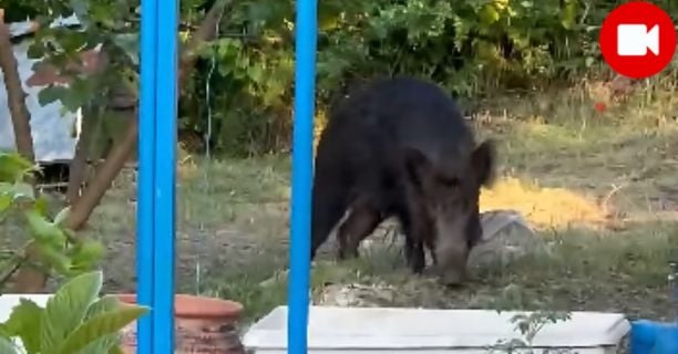 Αγριογούρουνο σε αυλή σπιτιού στη Βέροια Αγριογούρουνο σε αυλή σπιτιού στη Βέροια κοντά στον λόφο Βικέλα