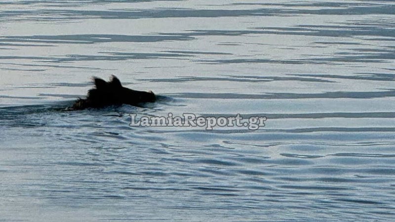 Αγριογούρουνο βγήκε για… μπάνιο στις Ράχες Φθιώτιδας