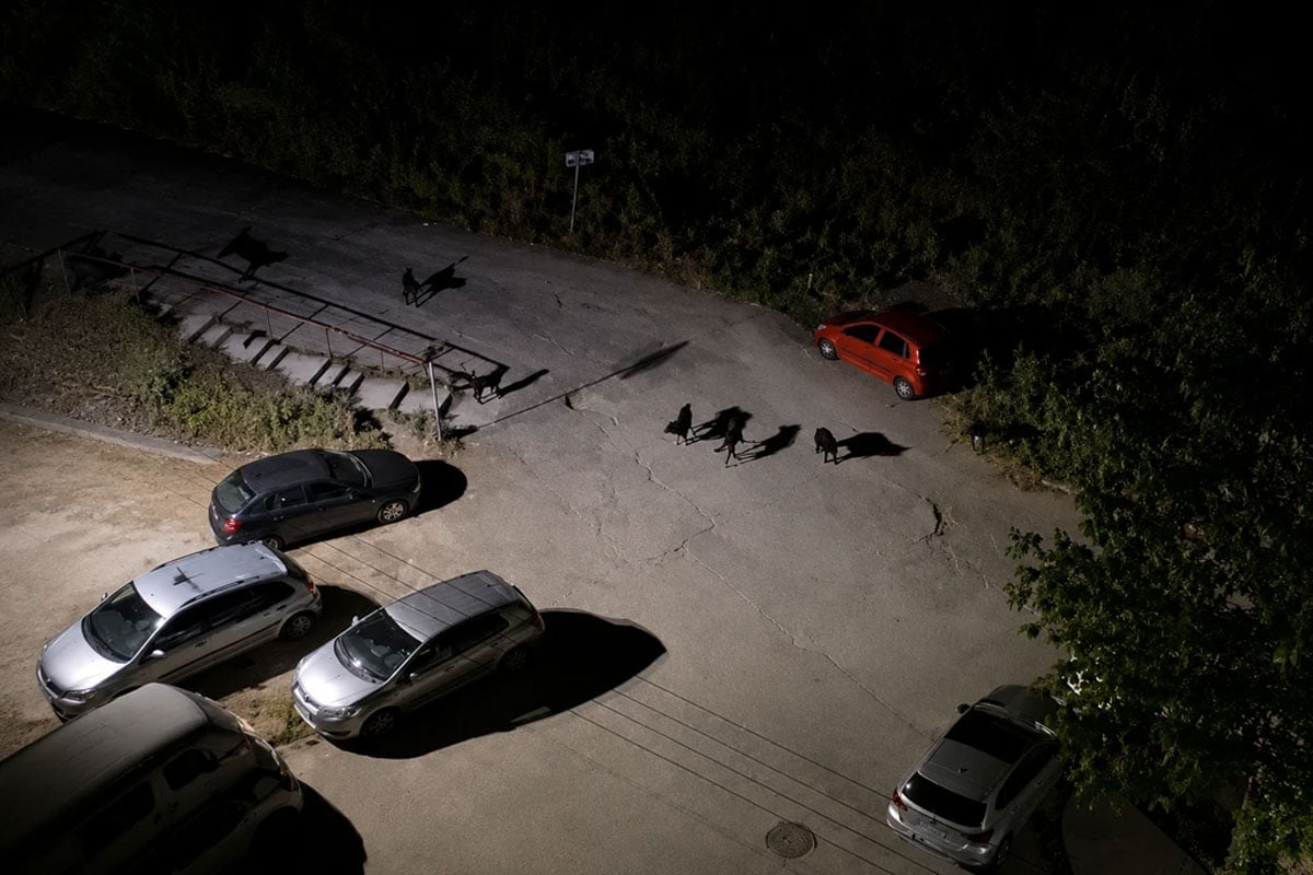 Αγέλη σκύλων σε δρόμο της Θεσσαλονίκης