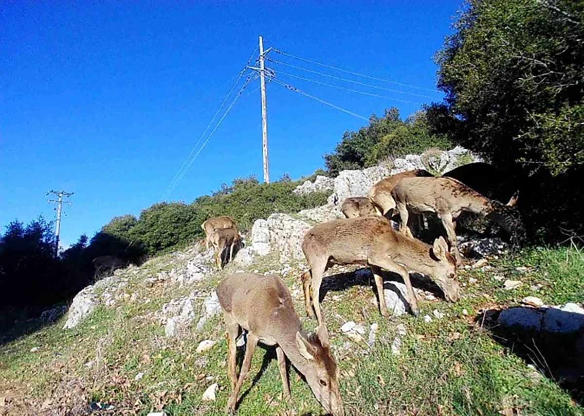 Κόκκινο ελάφι στην Πάρνηθα