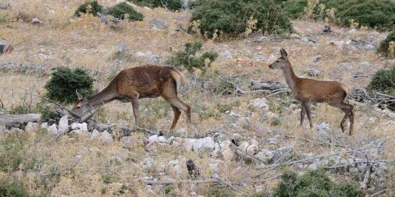 kokkina-elafia.jpg