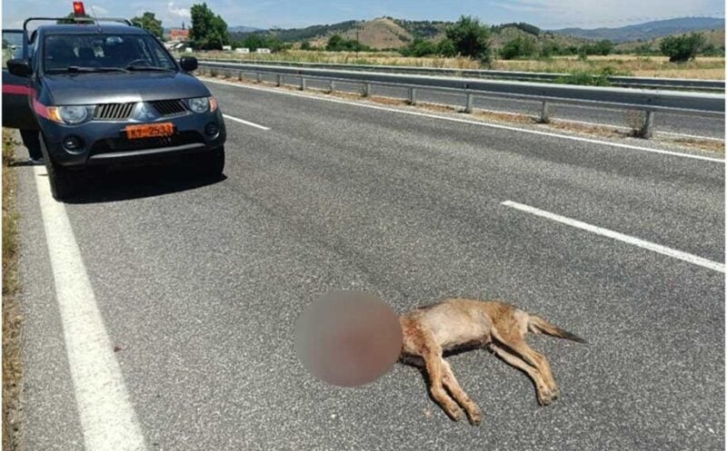 Νεκρός λύκος στον Ε65 στη Βασιλική λύκος, Ε65, Βασιλική, Καλαμπάκα, Δασαρχείο Καλαμπάκας, Δήμος Μετεώρων, άγρια πανίδα, τροχαίο