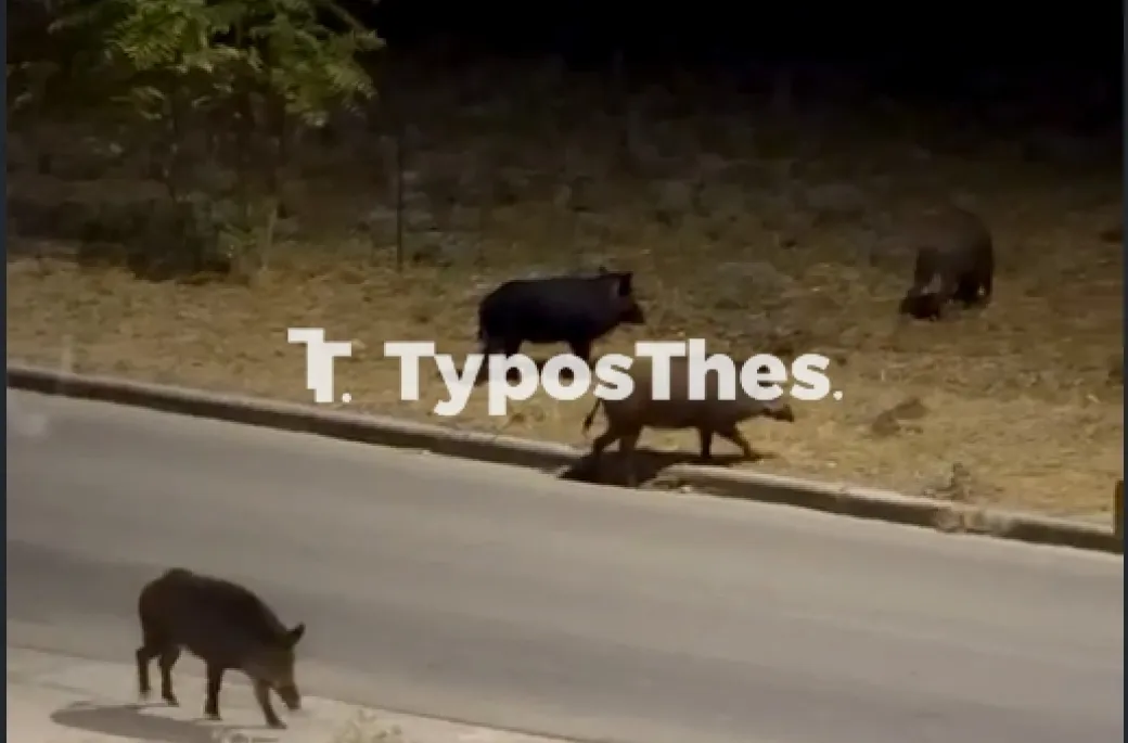 Πέντε αγριογούρουνα σε δρόμο της Πυλαίας στη Θεσσαλονίκη τη νύχτα